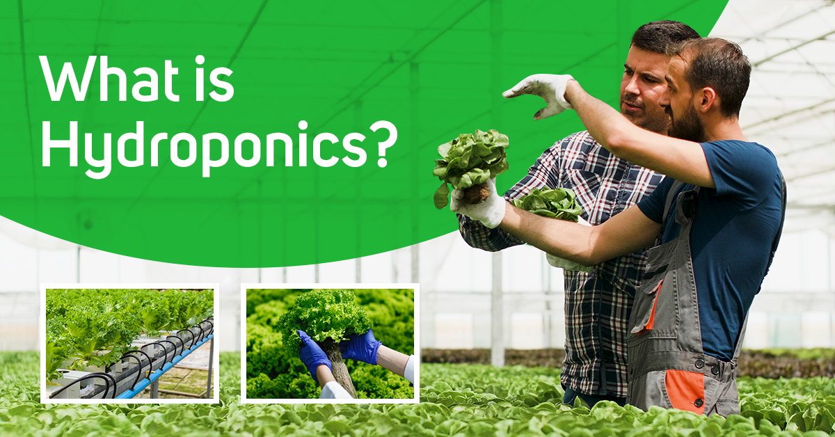 What is Hydroponics? A Revolutionary Soil-Free Growing Method for Any Environment